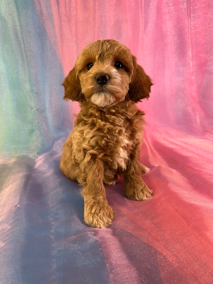 Female Cockapoo Puppy for Sale DOB 1-5-2026 $950